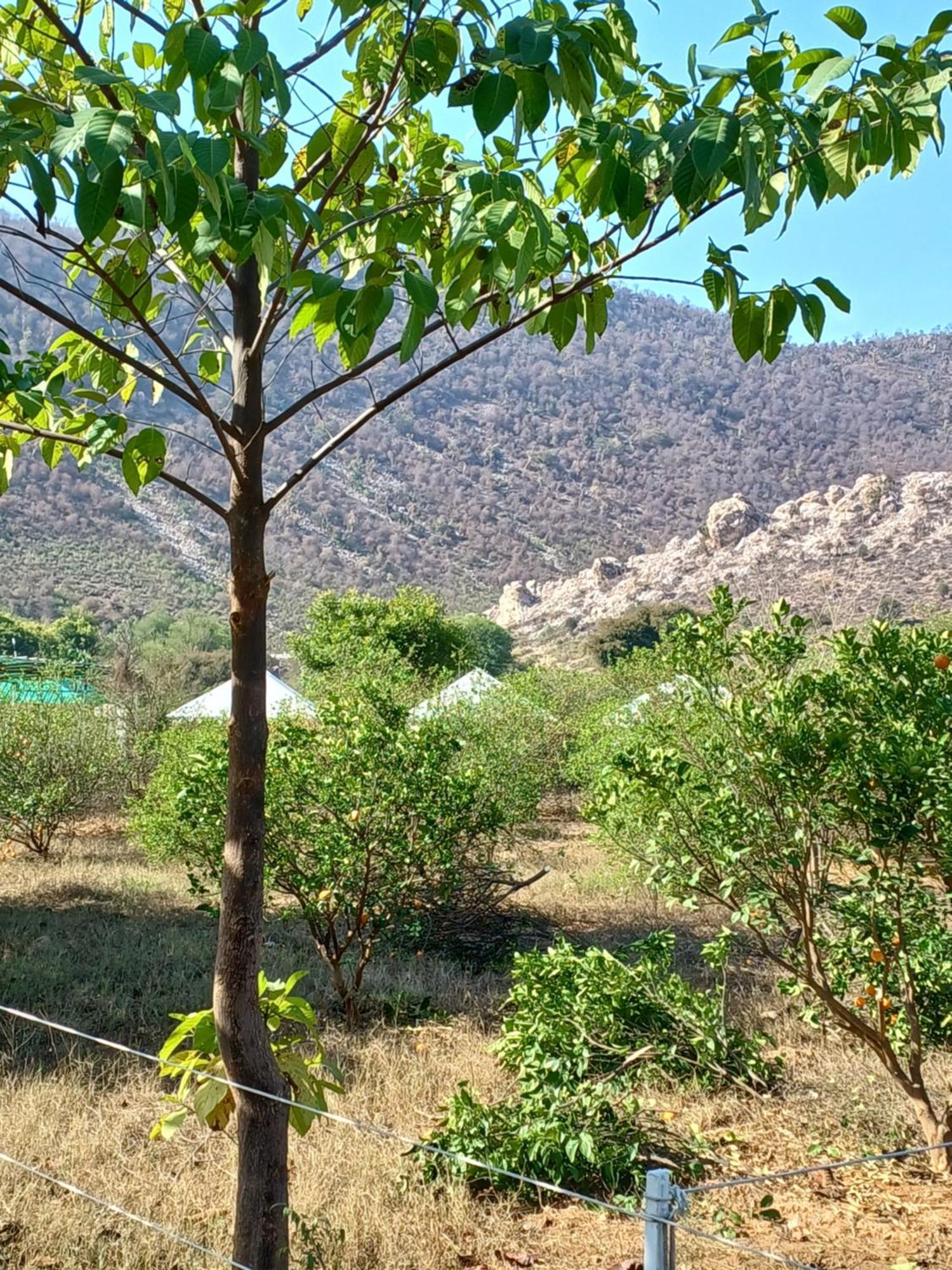 Shivir Aranya - Wilderness Resort Alvar Kültér fotó